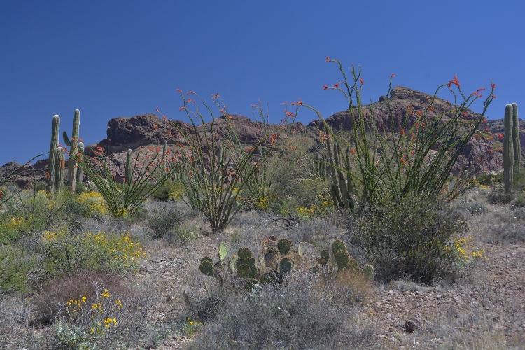 the desert floor